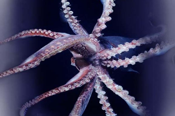 Kraken 23at